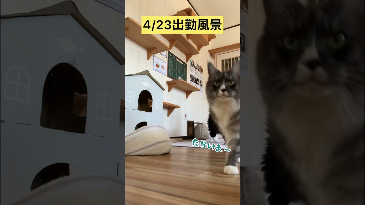 4/23出勤風景【メインクーン】 #メインクーン #猫カフェ #猫動画 #猫動画おもしろい