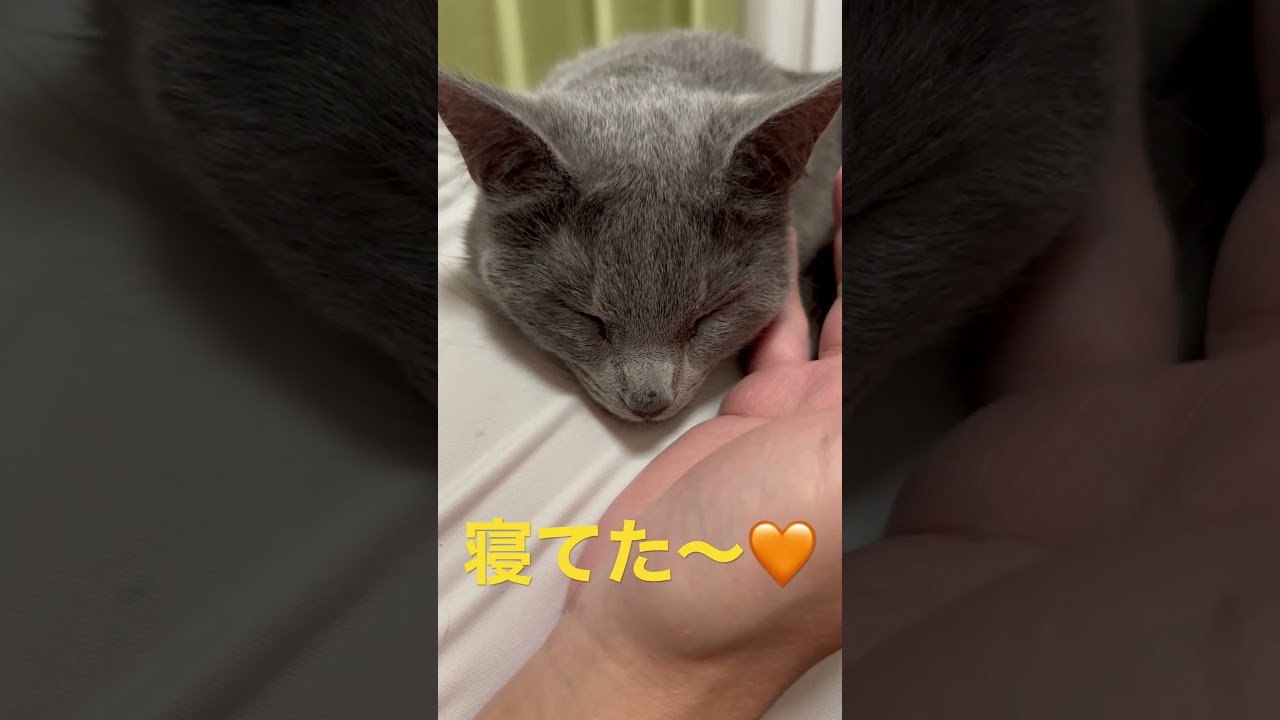 目隠ししたら寝てた猫（ロシアンブルー）#shorts