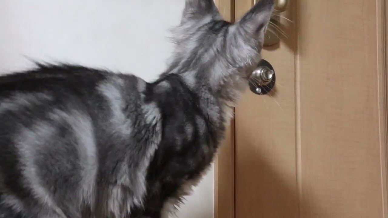 メインクーン子猫のノエル君3kgになりました