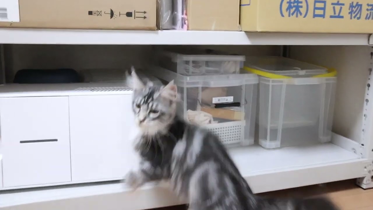 メインクーン子猫のノエル君3kgになりました