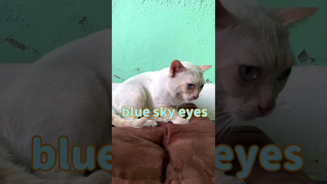 blue sky eyes
