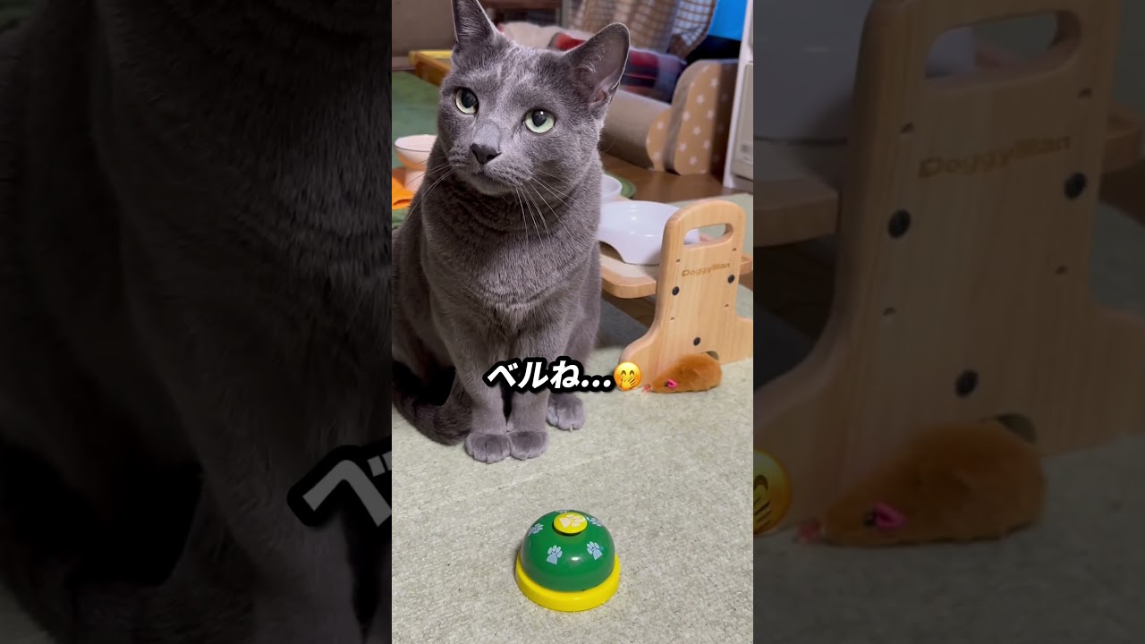 【ロシアンブルー】今朝のめろん、いろいろありです...🤭元気です😊【猫】#shorts