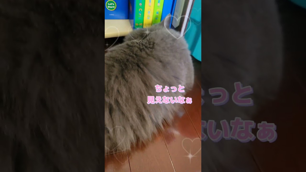 お手伝いしてくれる猫【サイベリアン・キキのKIKICHANNEL】#shorts #サイベリアン #猫