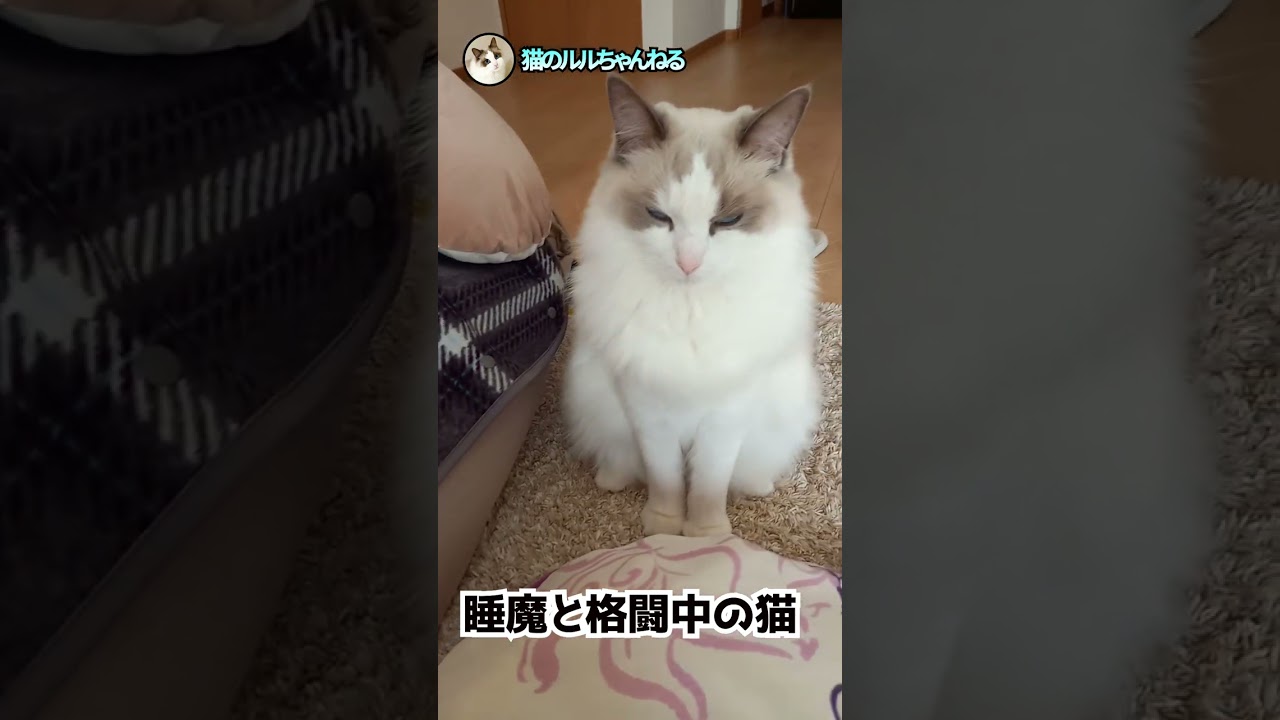 ずっと見てられる猫#shorts #ラグドール #ragdoll