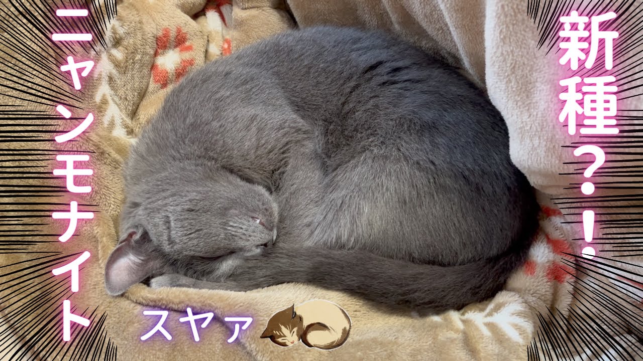 ニャンモナイト愛好家💁‍♀️ママ（ロシアンブルー）