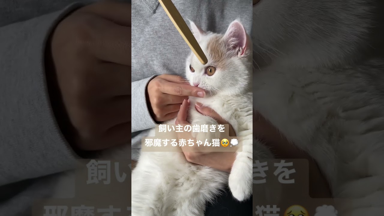 #子猫 #ミヌエット #マンチカン #猫 #shorts