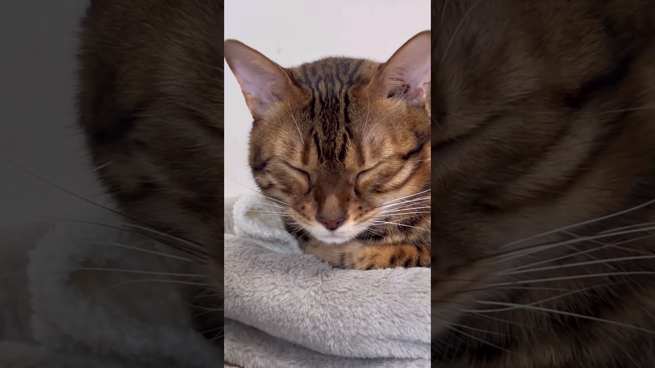 寝息を立てて眠る猫が可愛い【ベンガル猫】