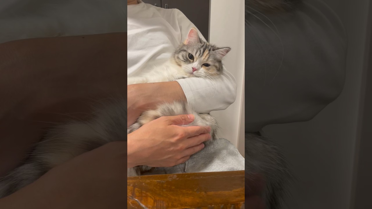 抱っこ大好き猫🤱#sorts #cat #子猫 #猫 #癒し #cutecat #cute #スコティッシュフォールド