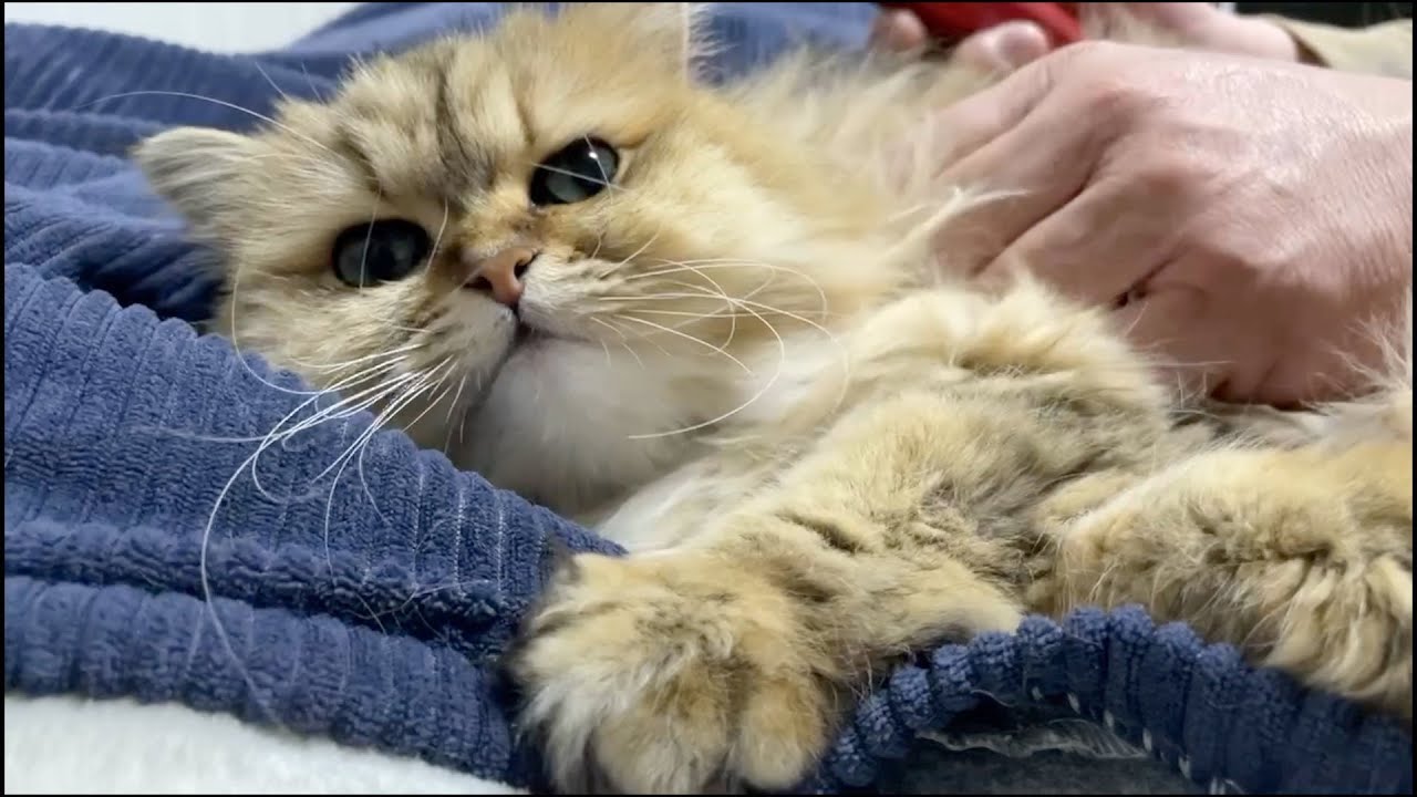 【ペルシャ猫】中年夫婦とペルシャ猫達の日常朝と夜　Everyday morning and night of Japanese middle-aged couple and Persian cat