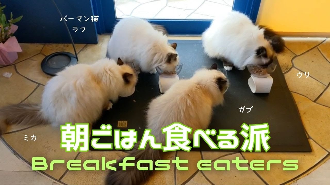 バーマン猫ラフとウリとミカとガブ【朝ごはん食べる派】Breakfast eaters（バーマン猫）Birman/Cat