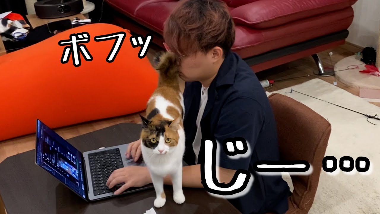 尻尾で飼い主をあやしながら遊んでアピールを怠らないねこ。