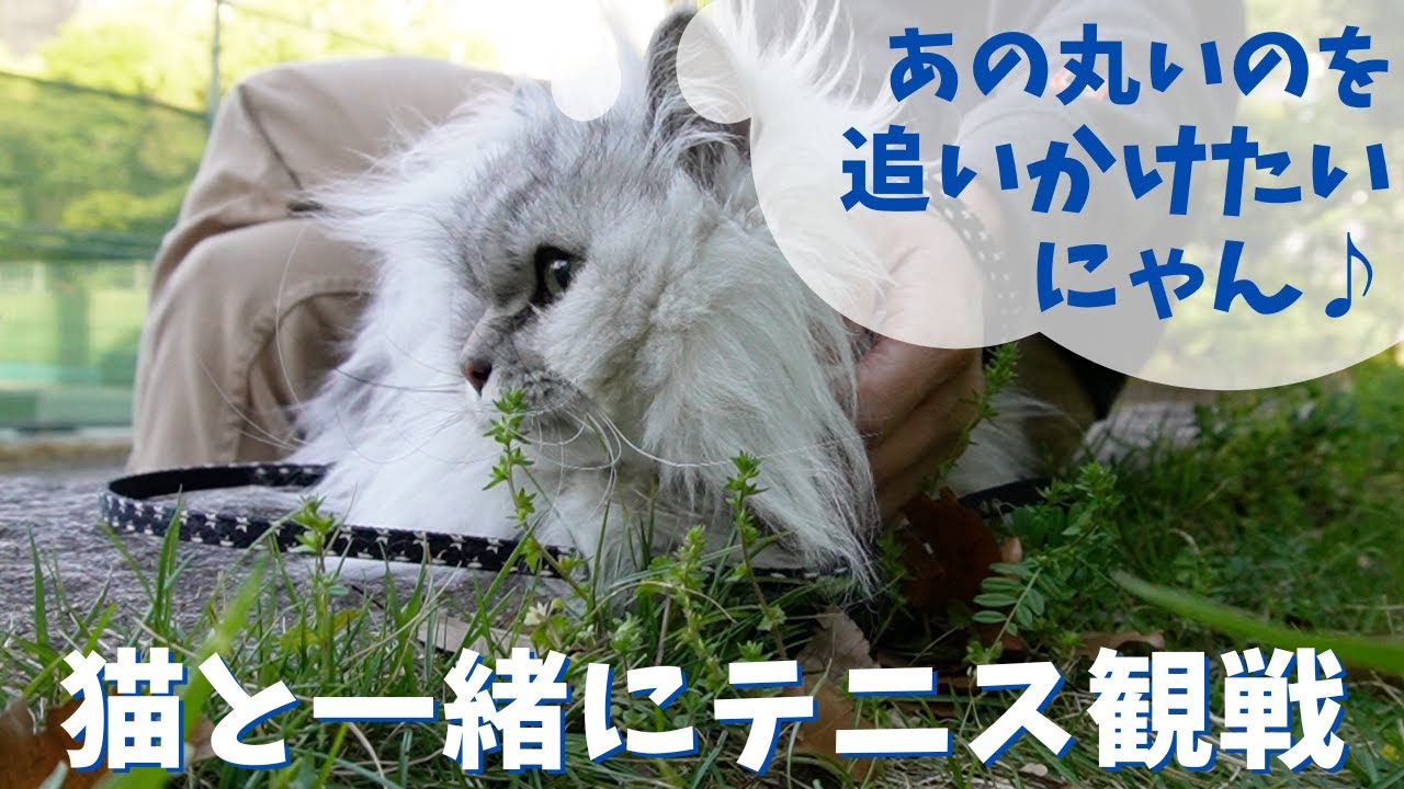 猫とテニス観戦にきました｜ラガマフィンのラガさん