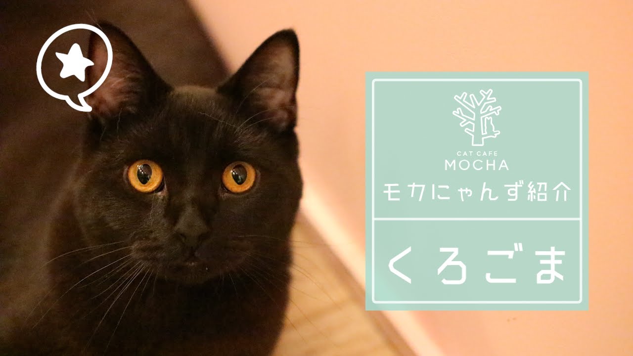 くろごま（ブリティッシュショートヘア♂）名古屋栄店