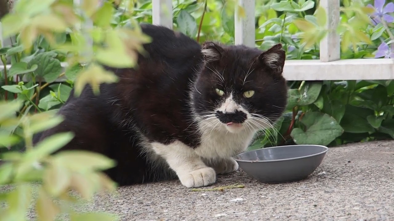 地域猫の暮らし2023/04/24 歌舞伎,よだれ,シャー,チョビ,ぎん,ママ