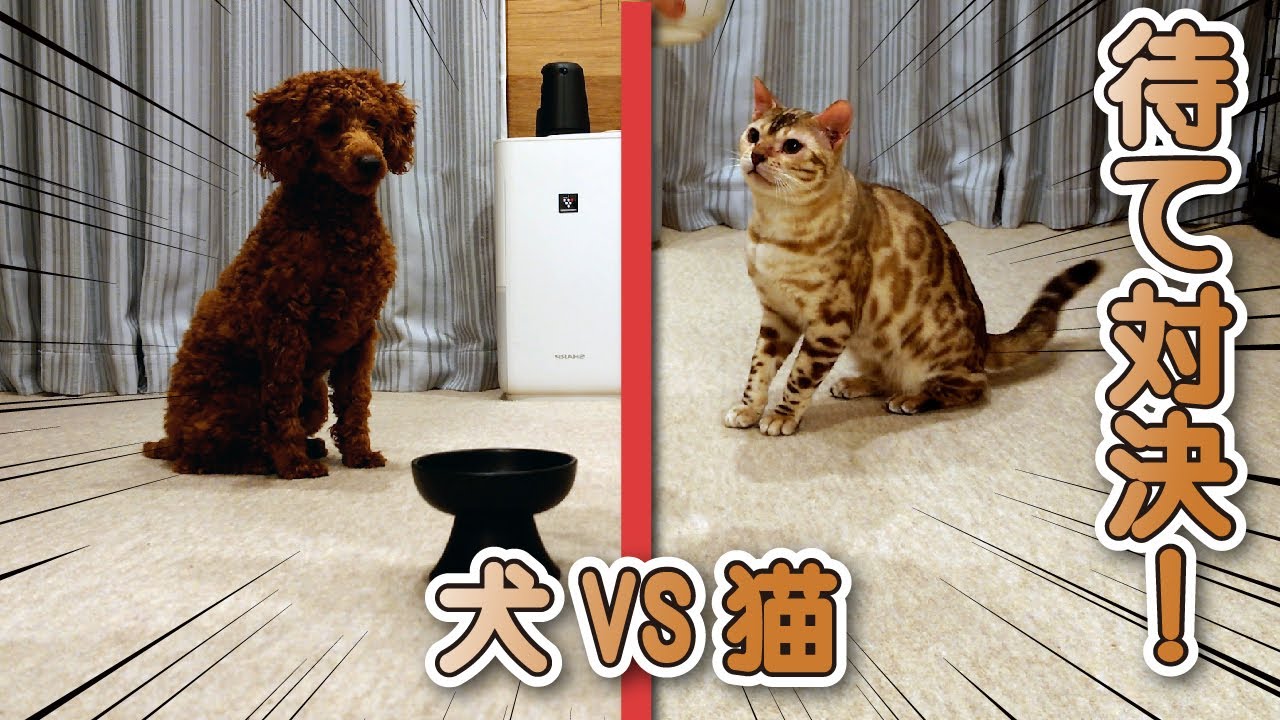 【スノーベンガル猫とトイプードル】猫と犬で待て対決をしてみた結果…