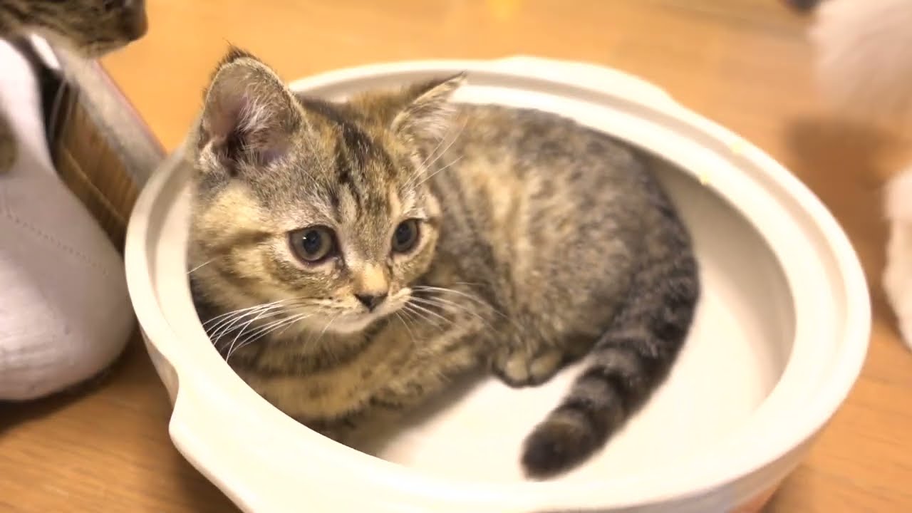 すごく性格の良いアメリカンショートヘアーのかわいい子猫！4 very cute American Shorthair kitten