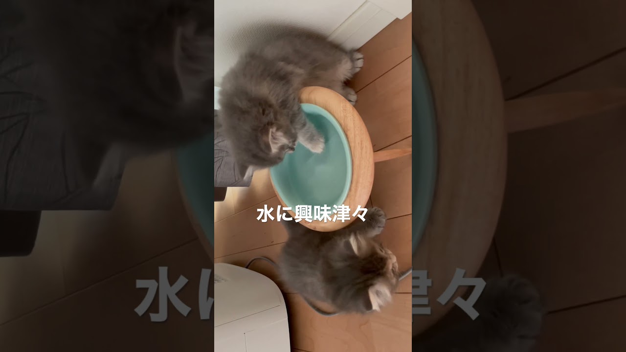水に興味津々の赤ちゃん猫2匹 #ラガマフィン #猫のいる暮らし #子猫動画