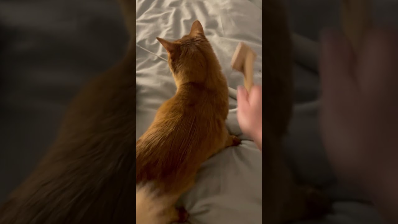 2022年1月8日@上海曹杨路アパート #cat #somali #ソマリ