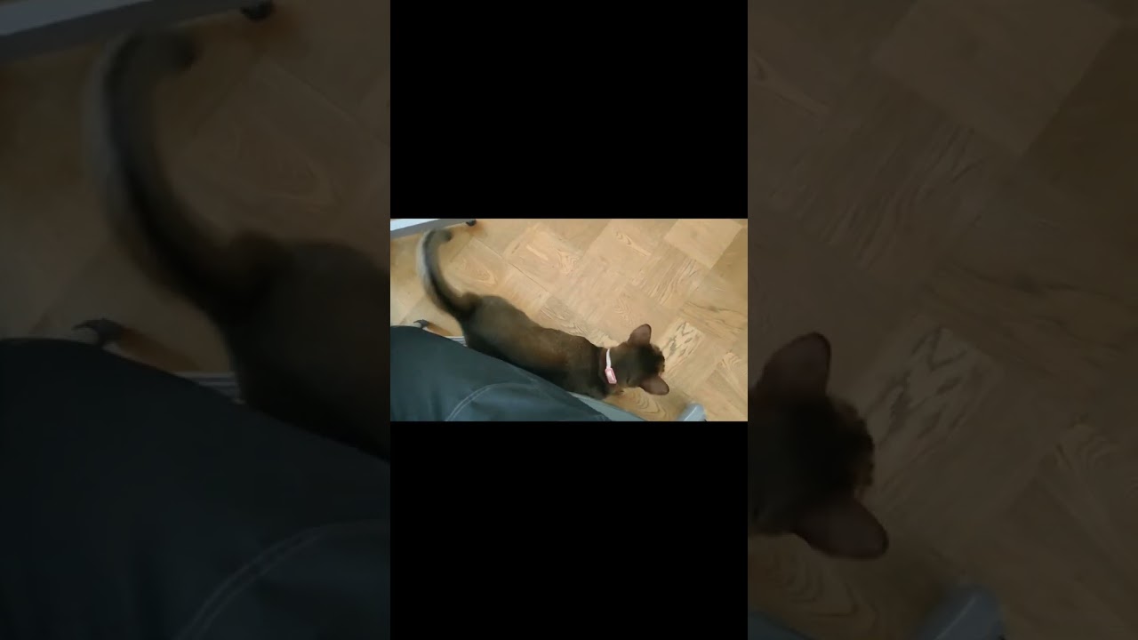 ネコ動画あび#671　#shorts　あびの毎日　アビシニアン　あびブログ