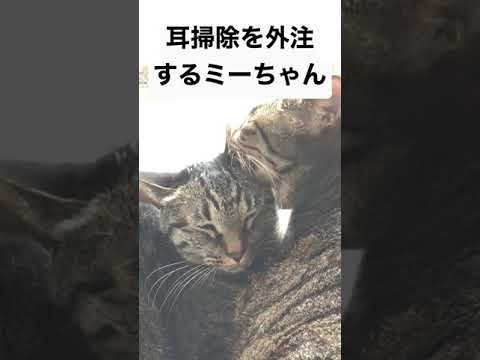 耳掃除を外注するミーちゃん😊【日本猫のにゃらんとミーちゃん】#shorts