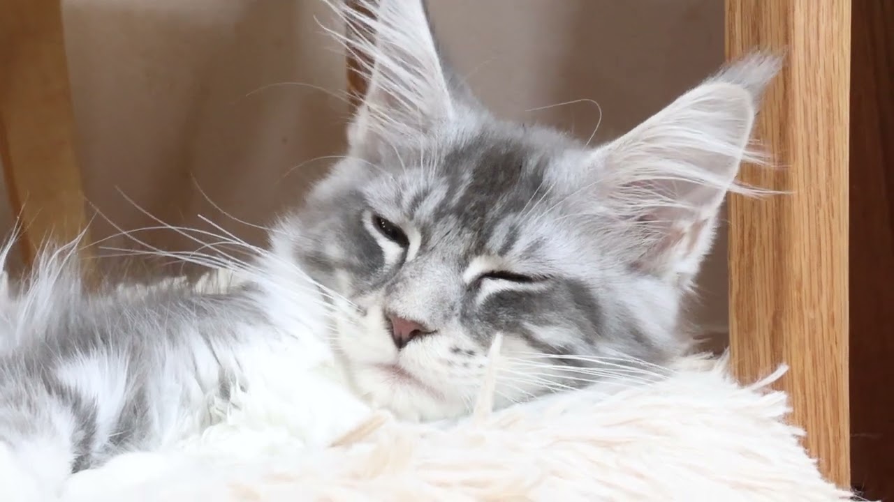 眠そうなメインクーン子猫のマリアちゃん