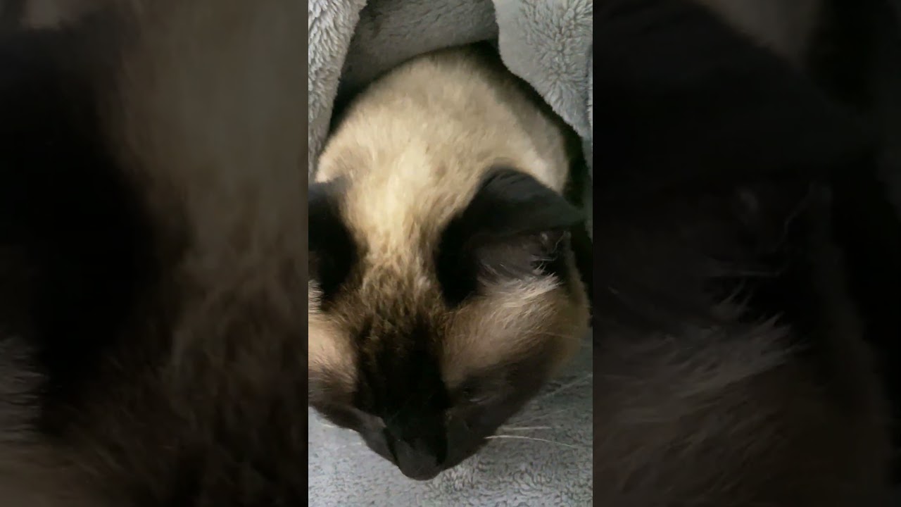 【2023.03.27】今日のシャム猫のふくさん（音無し）【たぬき猫】 #Shorts