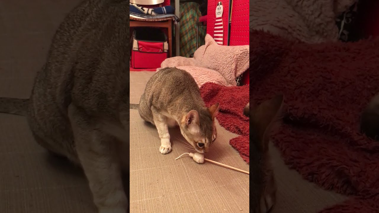 歯磨きおもちゃの香りにびっくりするシンガプーラなのにゃ♪