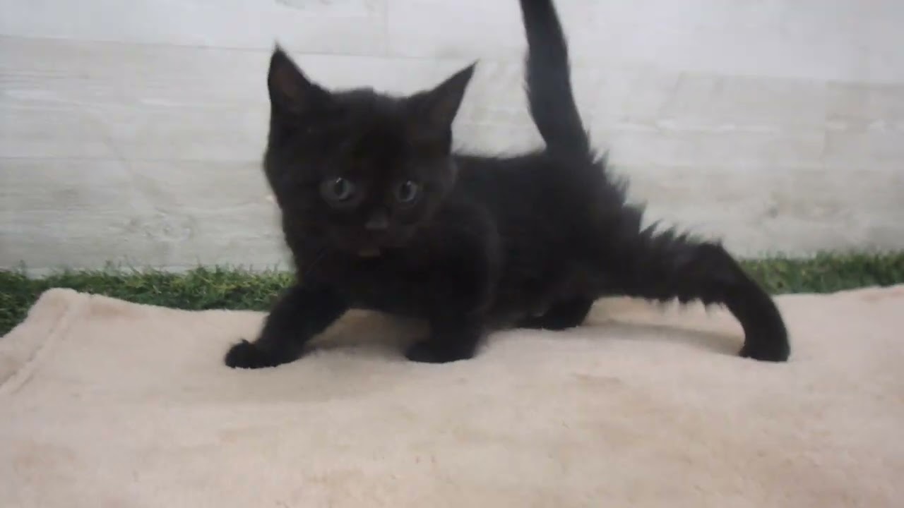 Coo&RIKU　No00569038 ボンベイ