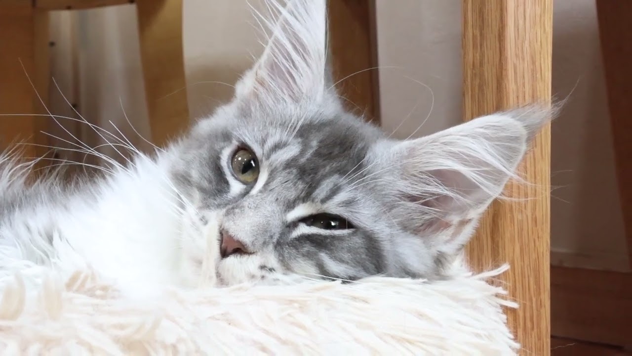 眠そうなメインクーン子猫のマリアちゃん