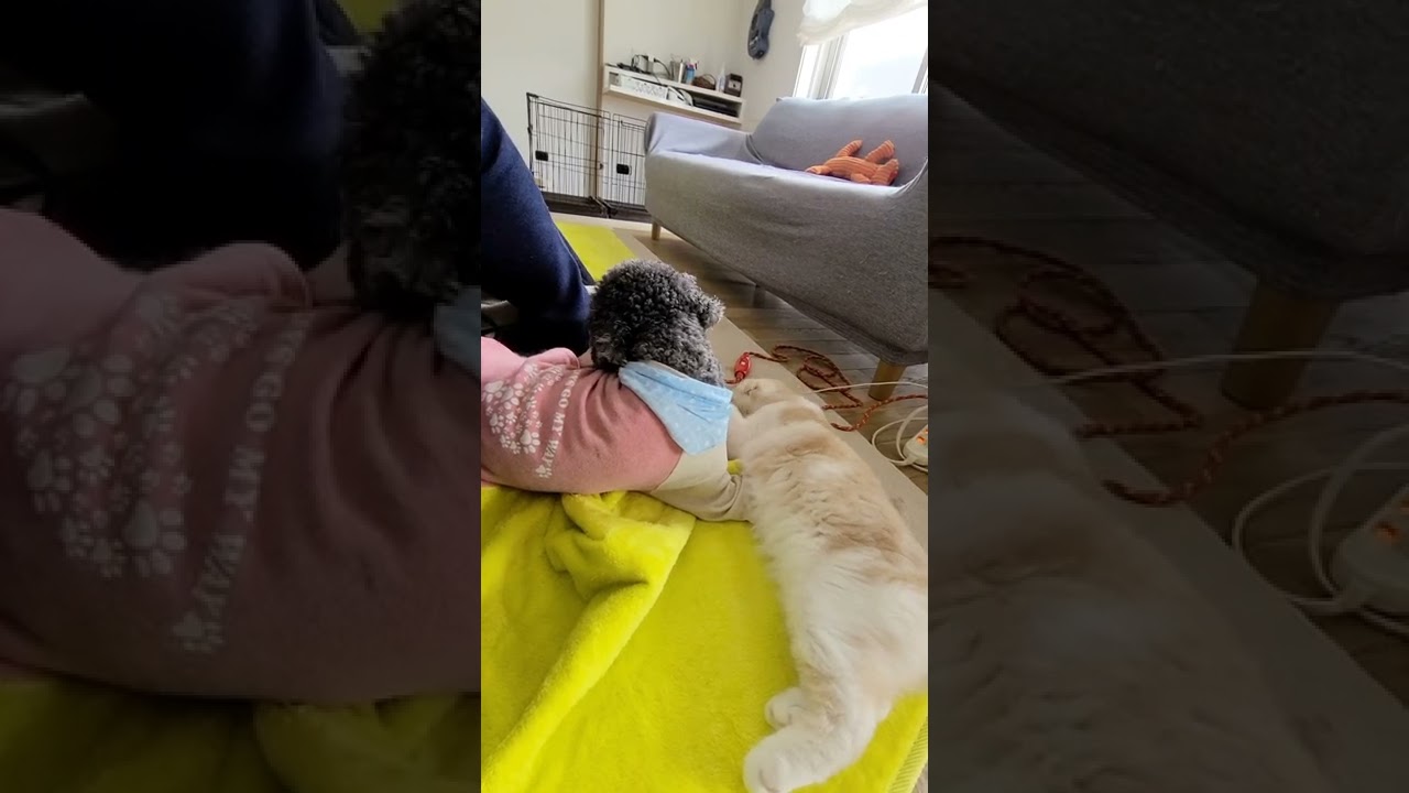 子猫が男だと初めて気づいた時の犬の反応が…笑#shorts