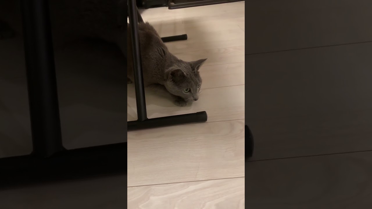 ふたりの刺客 #ソマリ #しっぽ吸い #ロシアンブルー