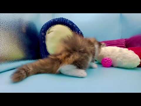 スコティッシュフォールド キャリコ（ロングヘアー）の女の子♡