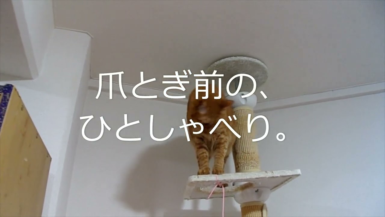 #shorts　お喋りなギンジ🐱【日本猫のギンジ】