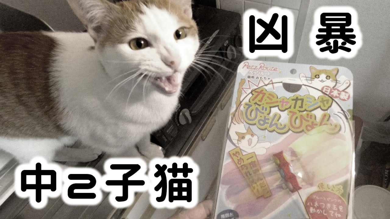 凶暴な中２子猫が再びやらかしました・・・