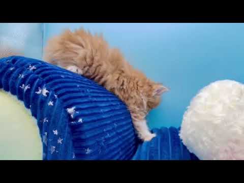 スコティッシュフォールド レッドタビー&ホワイト（ロングヘアー）の男の子♪