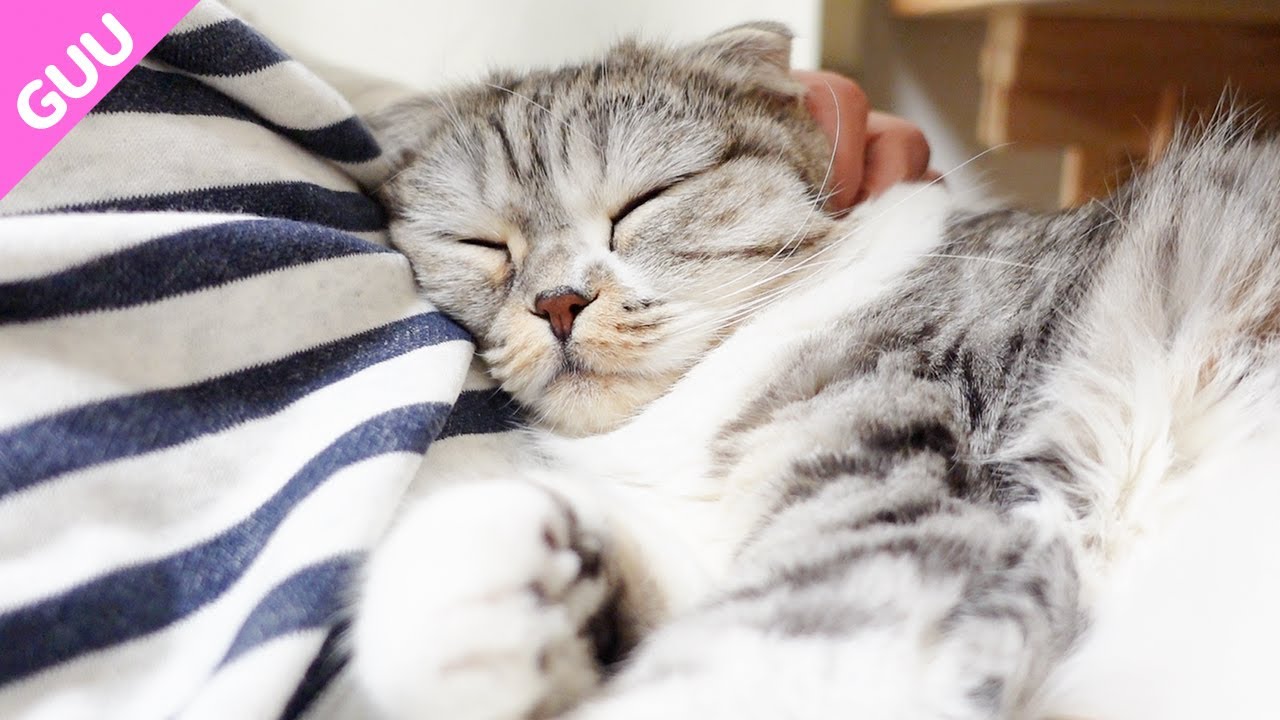 ［癒し動画］飼い主の膝で眠り続ける猫［スコティッシュフォールド］