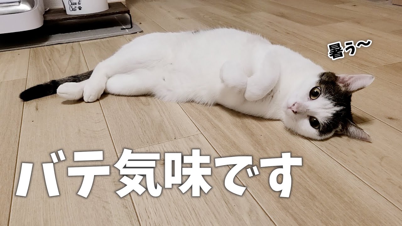 気温が上昇してバテバテの猫にちょっかい出したら挟まれた件