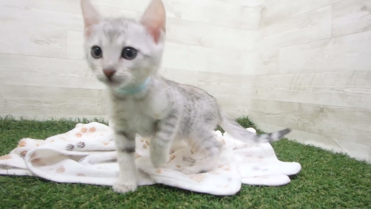 Coo&RIKU　No00630708 エジプシャンマウ