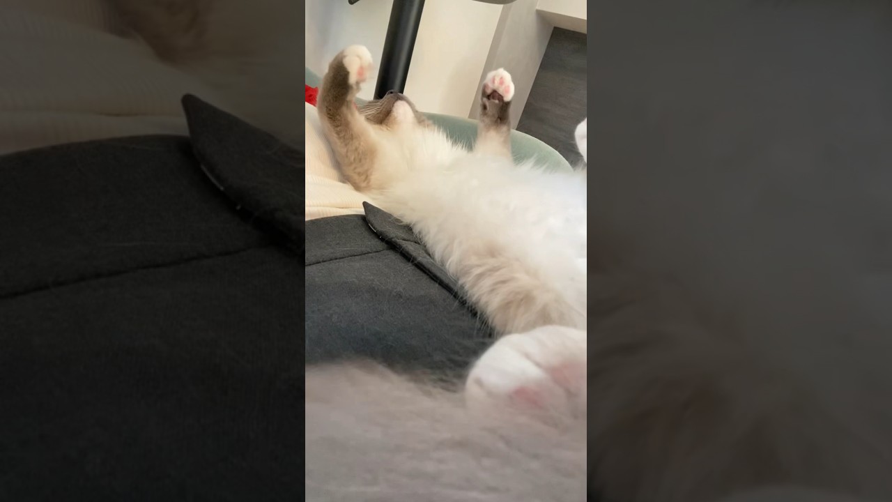 【ラグドール】寝相のクセがすごい猫 #猫 #ねこ #ラグドール #ragdollcat #ねこのいる生活 #子猫 #ラグドール子猫 #こねこ #ねこ部 #cat #ねこ好きさんと繋がりたい