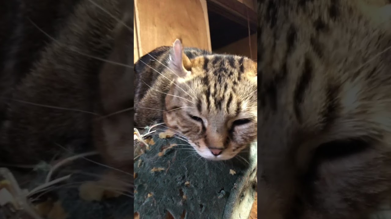 本日のアメリカンカール男の子