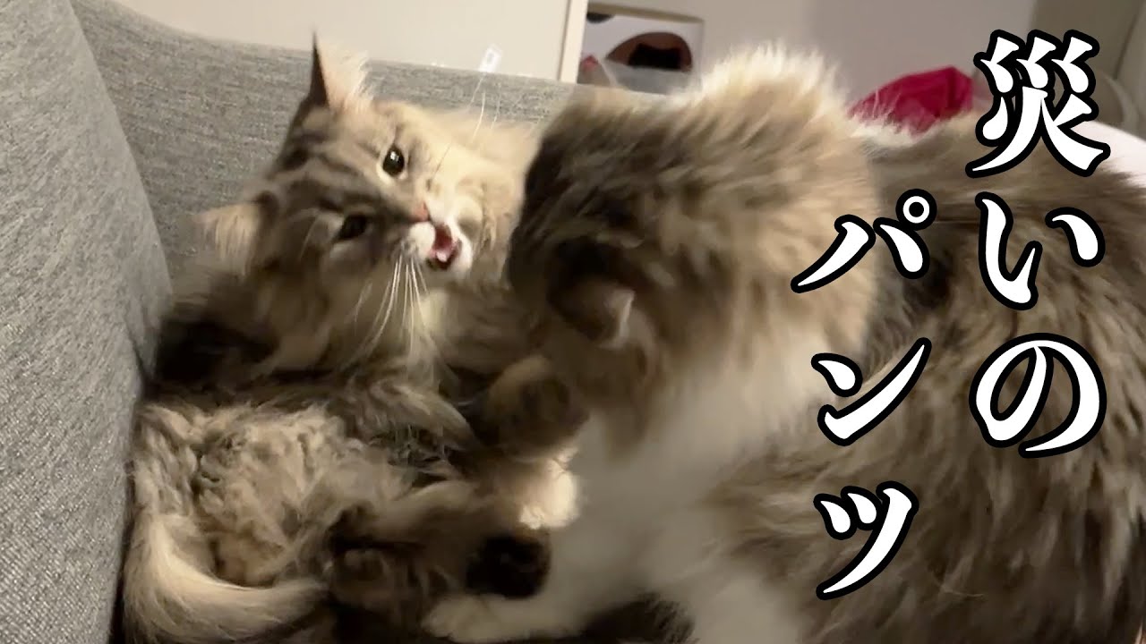 飼い主のパンツを取り合う猫達です。ノルウェージャンフォレストキャット