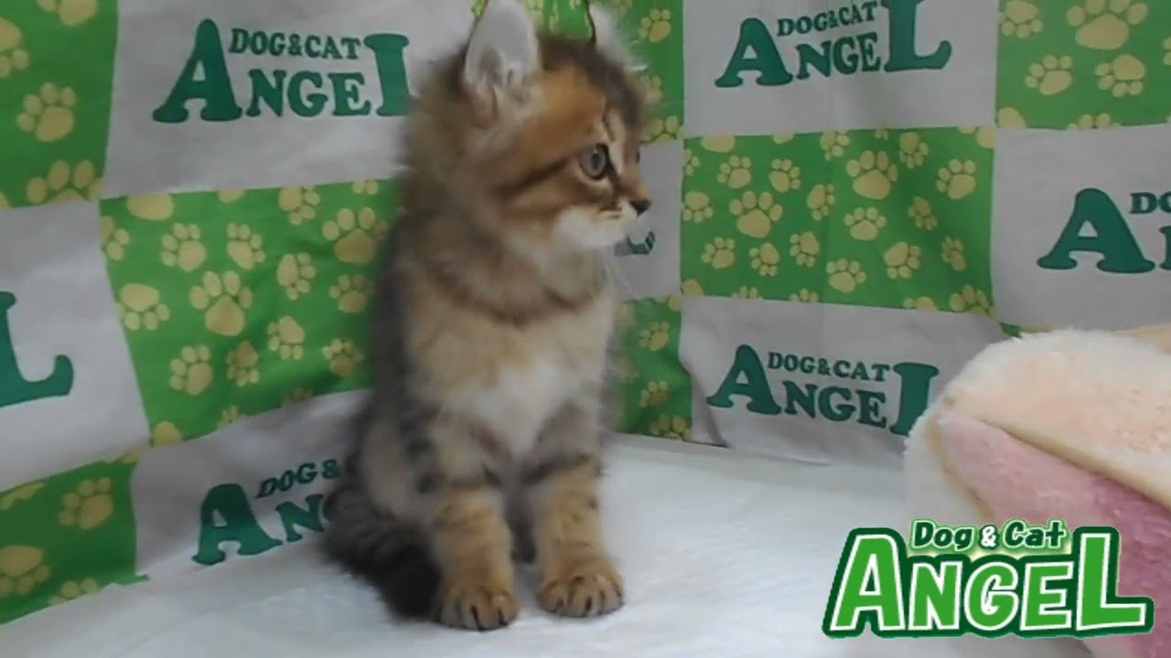 アメリカンカール 2304058 【ペットショップエンゼル　子犬・子猫販売】