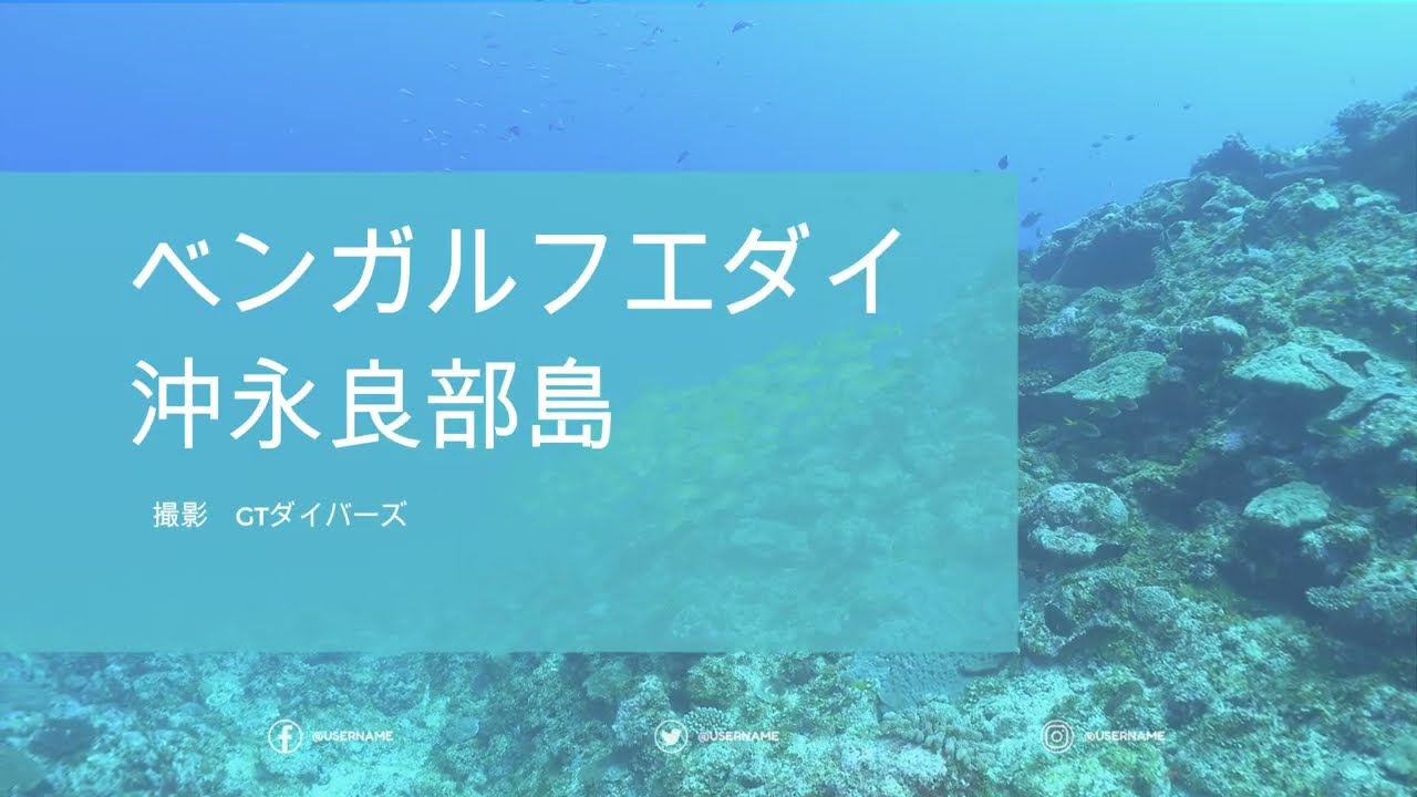 ベンガルフエダイ沖永良部島