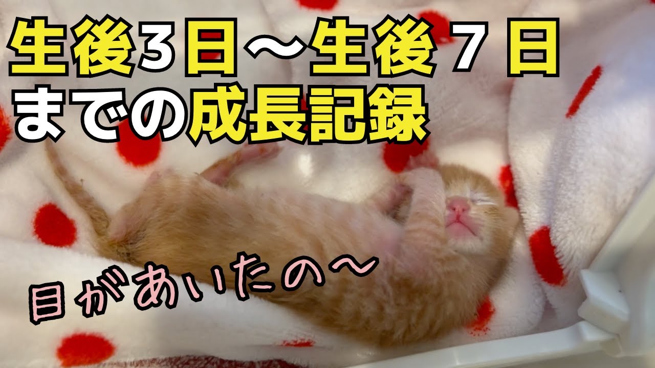 【保護した子猫は胎盤がついたままでした】生後３日〜生後７日まで成長の様子