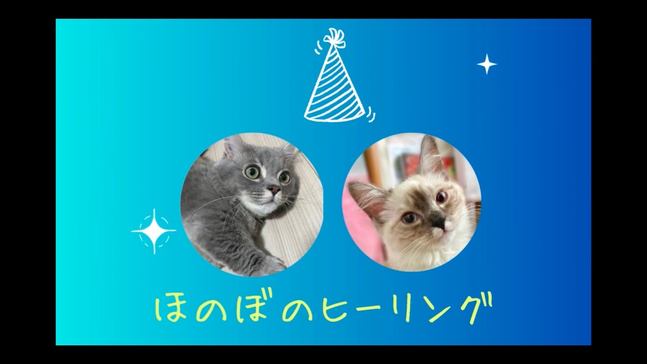 癒やしの猫と聴く。【猫・子猫・マンチカン/サイベリアン】