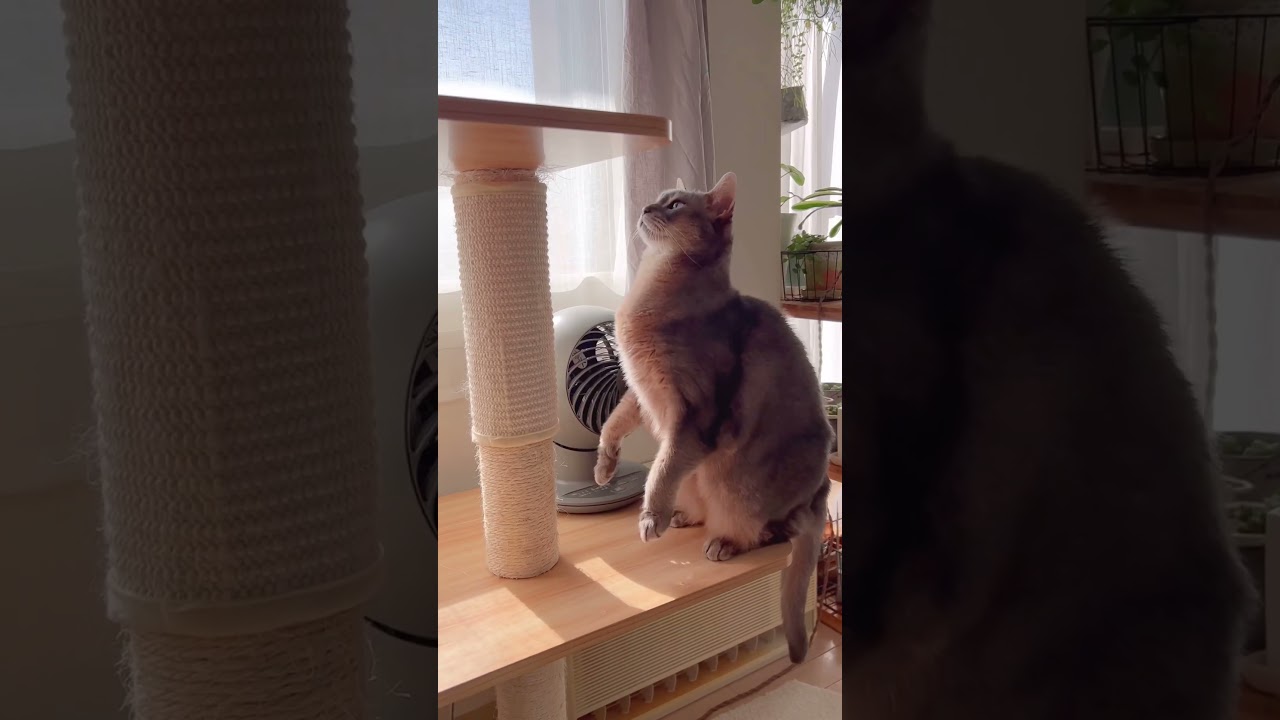 我が家の癒し系ですよー #shorts #猫動画 #アビシニアン #cat #まな猫