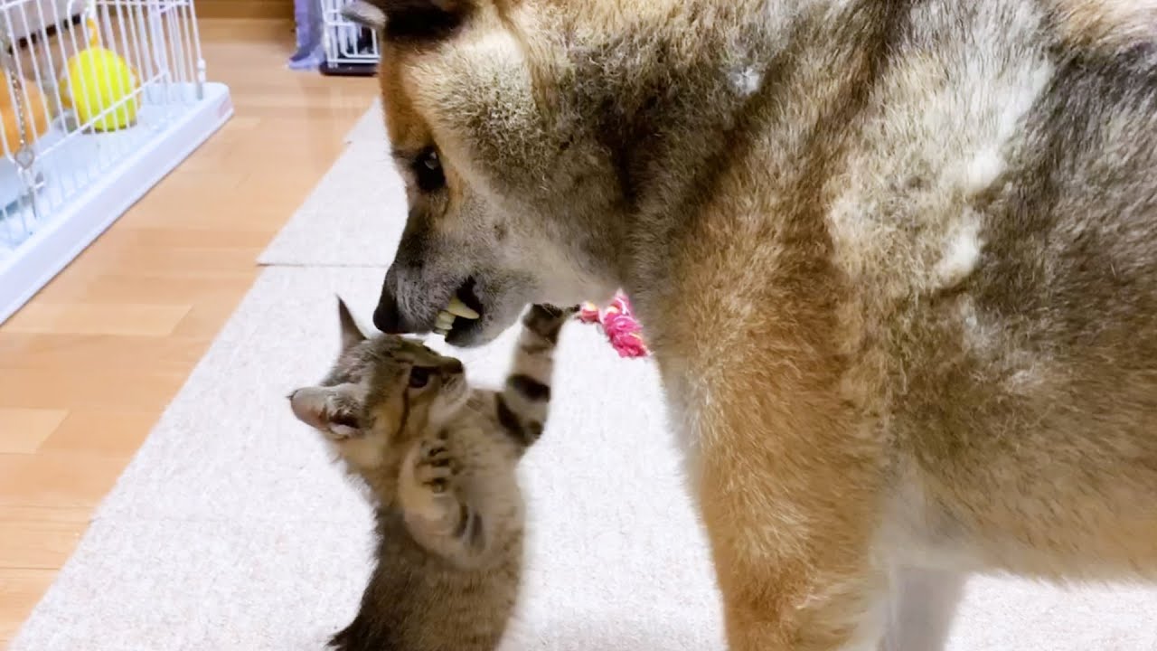 猫たちが子猫の頃からパパと慕っている柴犬の今日は誕生日です！