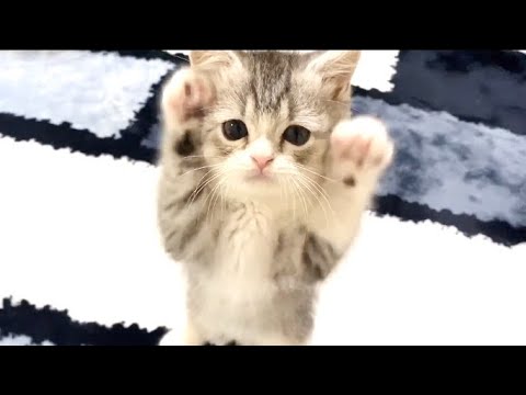 子猫の好奇心が旺盛すぎて、どこでも侵入しちゃいます…【スコティッシュフォールド】