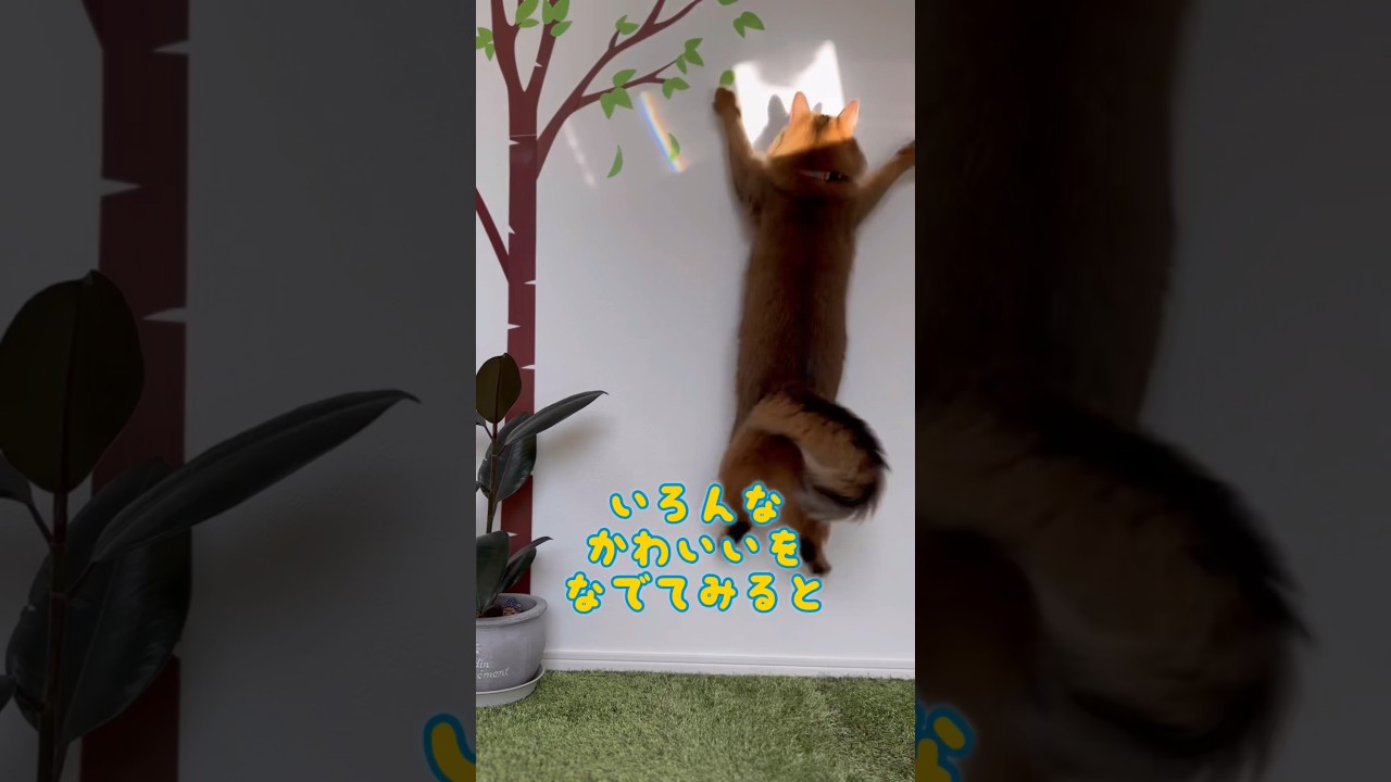 いろんな可愛いを撫でてみると #アビシニアン #ソマリ