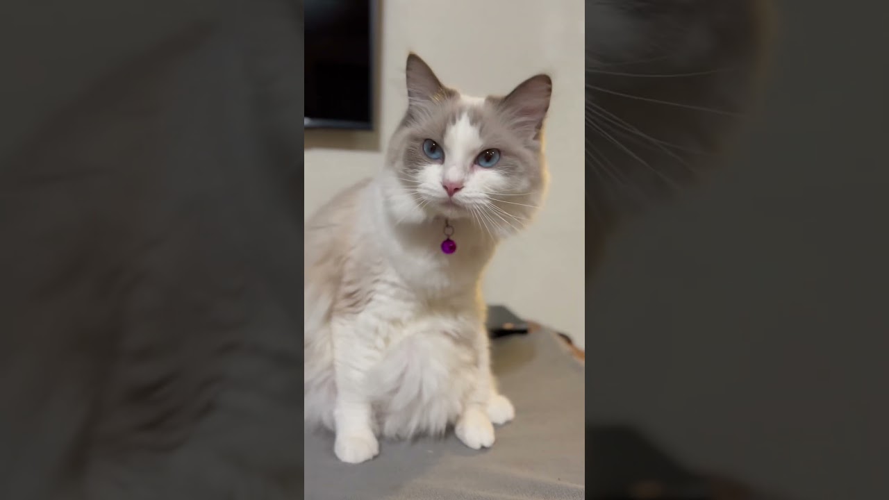 前足が3本あるラグドール猫😱 #shorts 【目のイリュージョン👀】